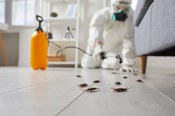 Commercial Kitchen Cockroach Control in Houghton